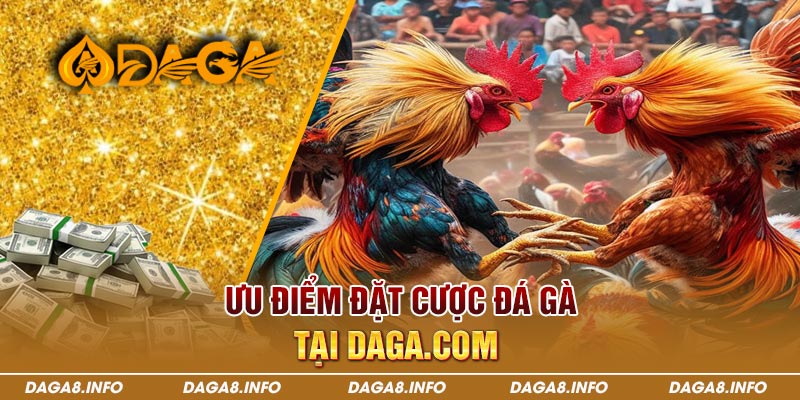 Ưu Điểm Đặt Cược Đá Gà tại Daga.com